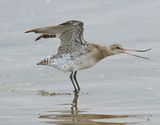 Bar-tailed Godwit 008-DeNoiseAI-clear.jpg