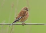 Linnet