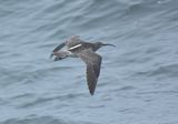 Whimbrel