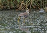 White-tailed Lapwing