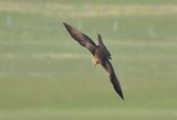 Black Kite