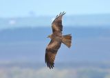 Black Kite