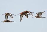 Black-tailed Godwit 