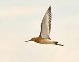 Black-tailed Godwit 
