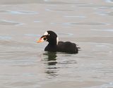 Surf Scoter 