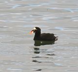 Surf Scoter 