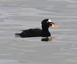 Surf Scoter