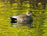 Gadwall 