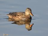 Gadwall 