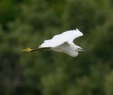 Little Egret 