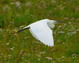 Little Egret 