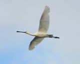 Spoonbill 