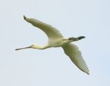 Spoonbill 