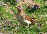 Wryneck 