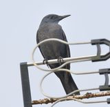 Blue Rock Thrush 