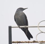 Blue Rock Thrush 