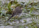 Eastern Yellow Wagtail 