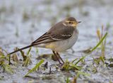 Eastern Yellow Wagtail 