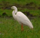 Great White Egret 