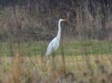 Great White Egret 