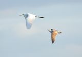 Great White Egret 