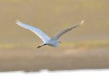 Great White Egret 