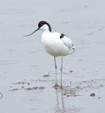 Avocet