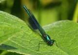 Banded Demoiselle