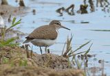 Common Sandpiper