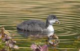 Coot