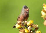 Dartford Warbler