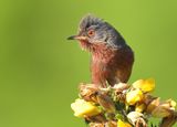 Dartford Warbler