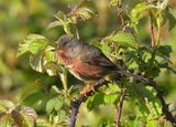 Dartford Warbler