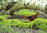 Golden Pheasant