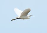 Little Egret