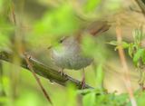 Cettis Warbler