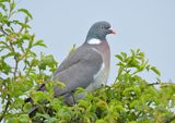 Wood Pigeon