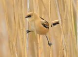 Bearded Tit