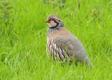 Red-legged Partridge