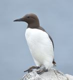 Guillemot