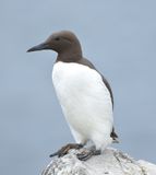 Guillemot