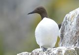 Guillemot