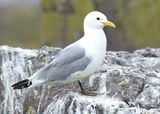 Kittiwake