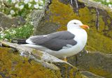 Lesser Black-backed Gull 