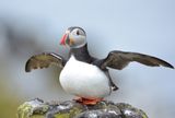 Puffin