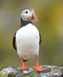Puffin