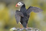 Puffin