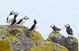 Puffin