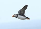 Puffin