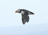 Puffin